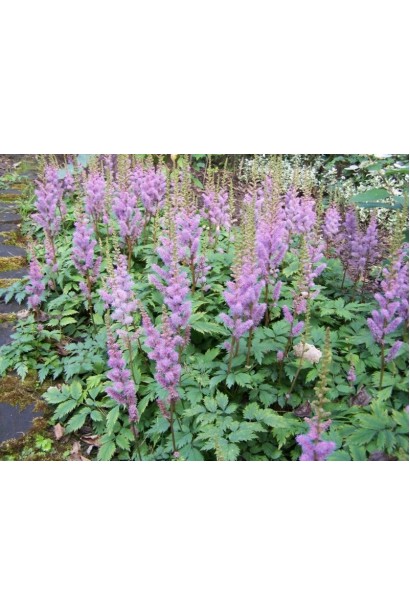 Астильба китайська ніжно-фіолетові волотисті суцвіття